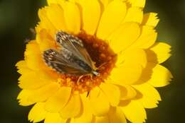 Слика од Pseudolucia chilensis (Blanchard 1852)