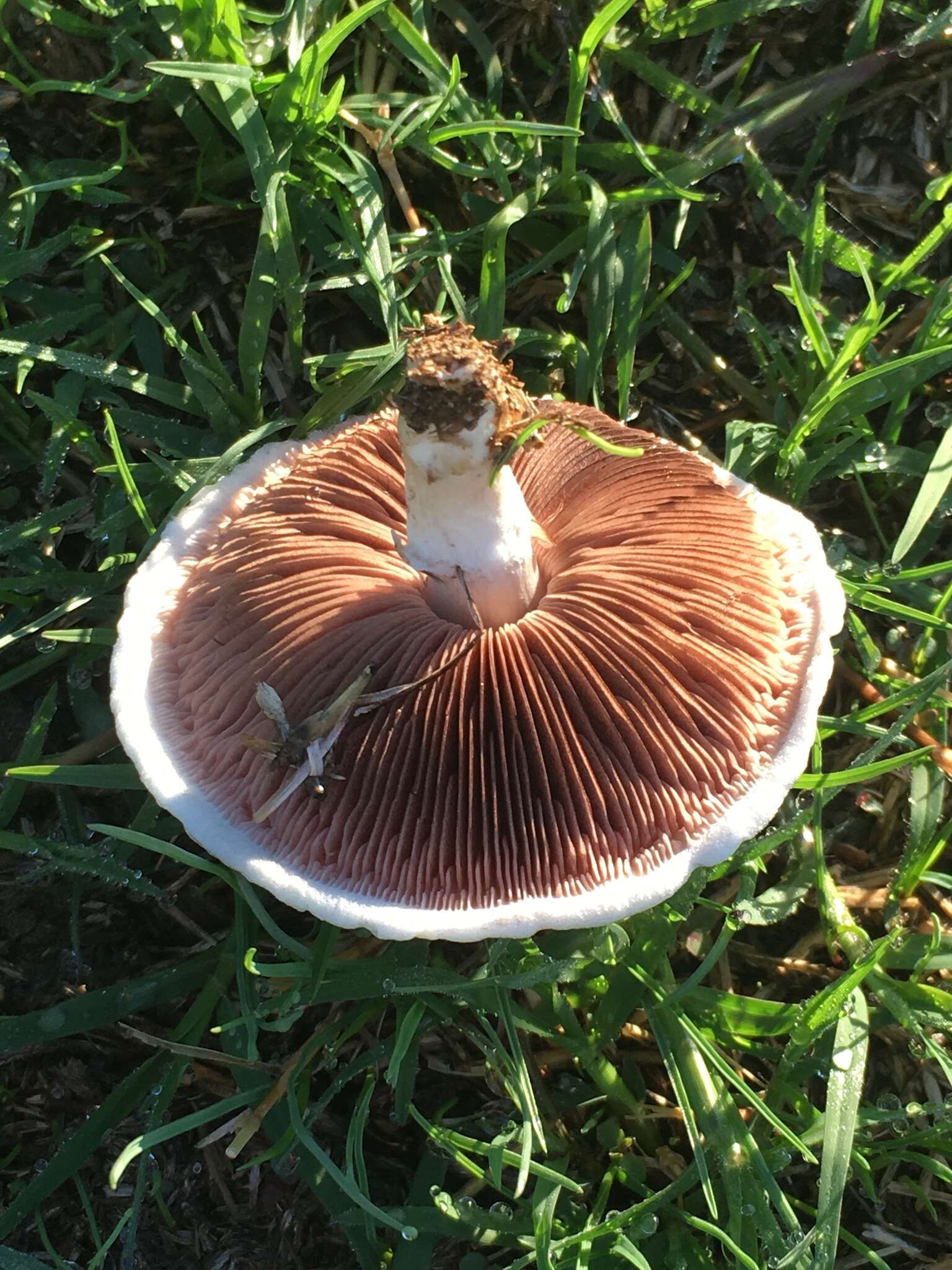 Image of Agaricus campestris L. 1753