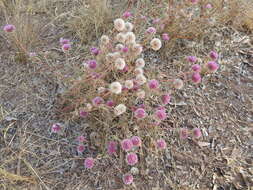 Image of Gomphrena canescens R. Br.