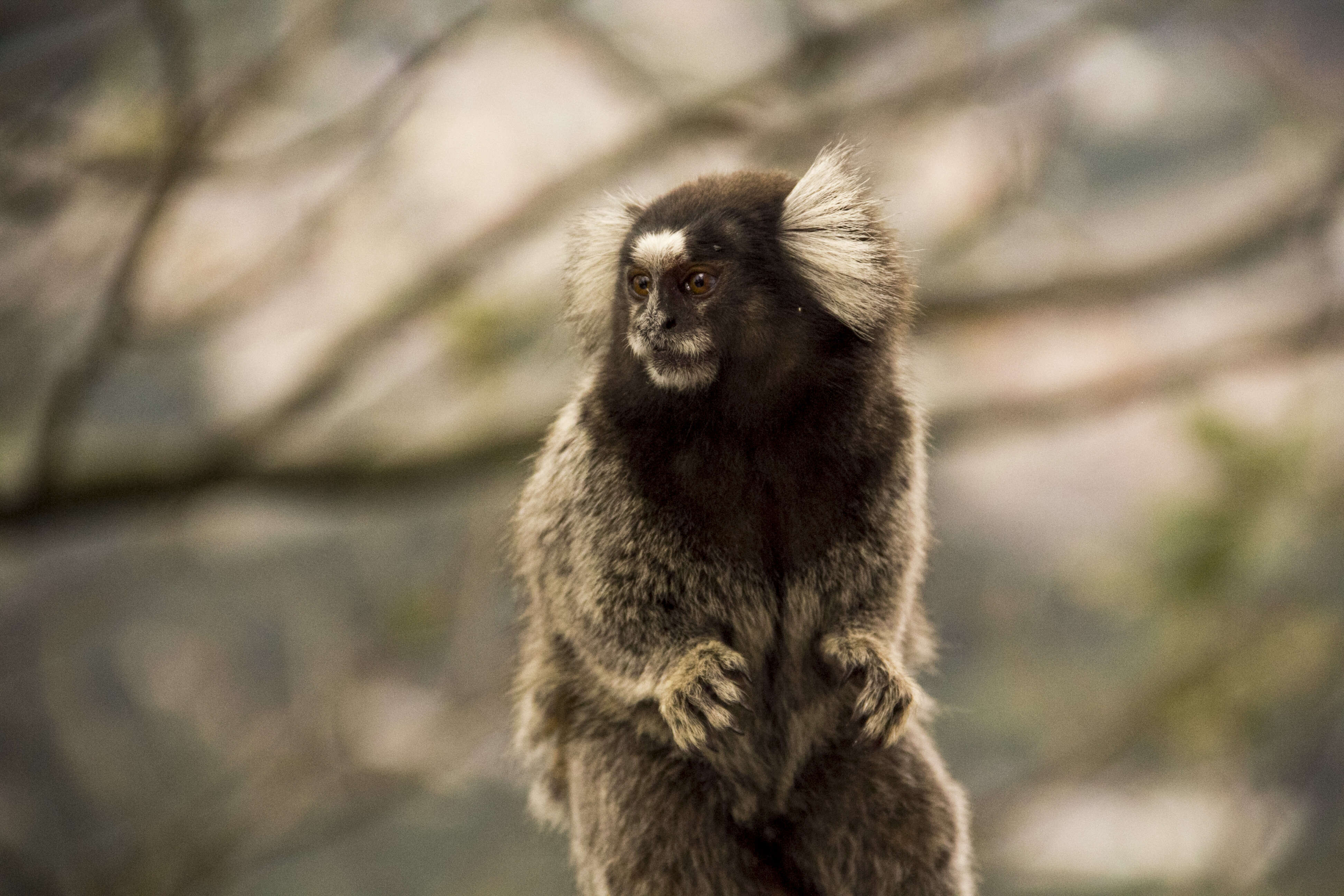 Image of Common Marmoset