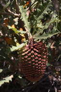 Sivun Banksia aculeata A. S. George kuva