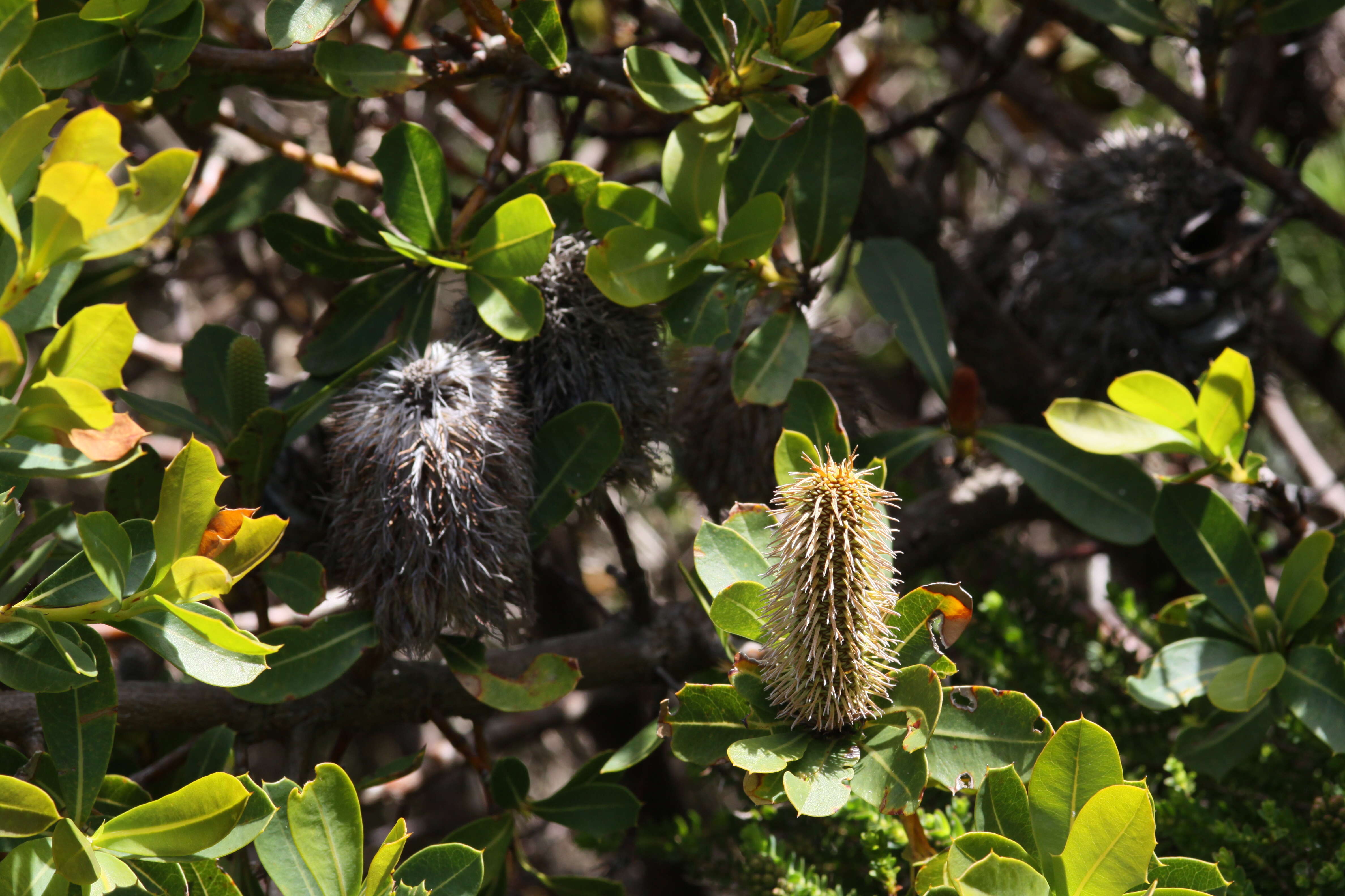 Image of Banksia oreophila A. S. George