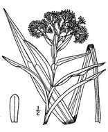 Image of Solidago sect. Ptarmicoidei