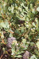 Image of Banksia oreophila A. S. George