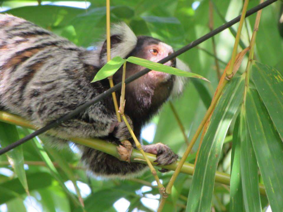 Image of Common Marmoset