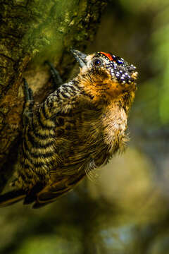 Image of Ochre-collared Piculet