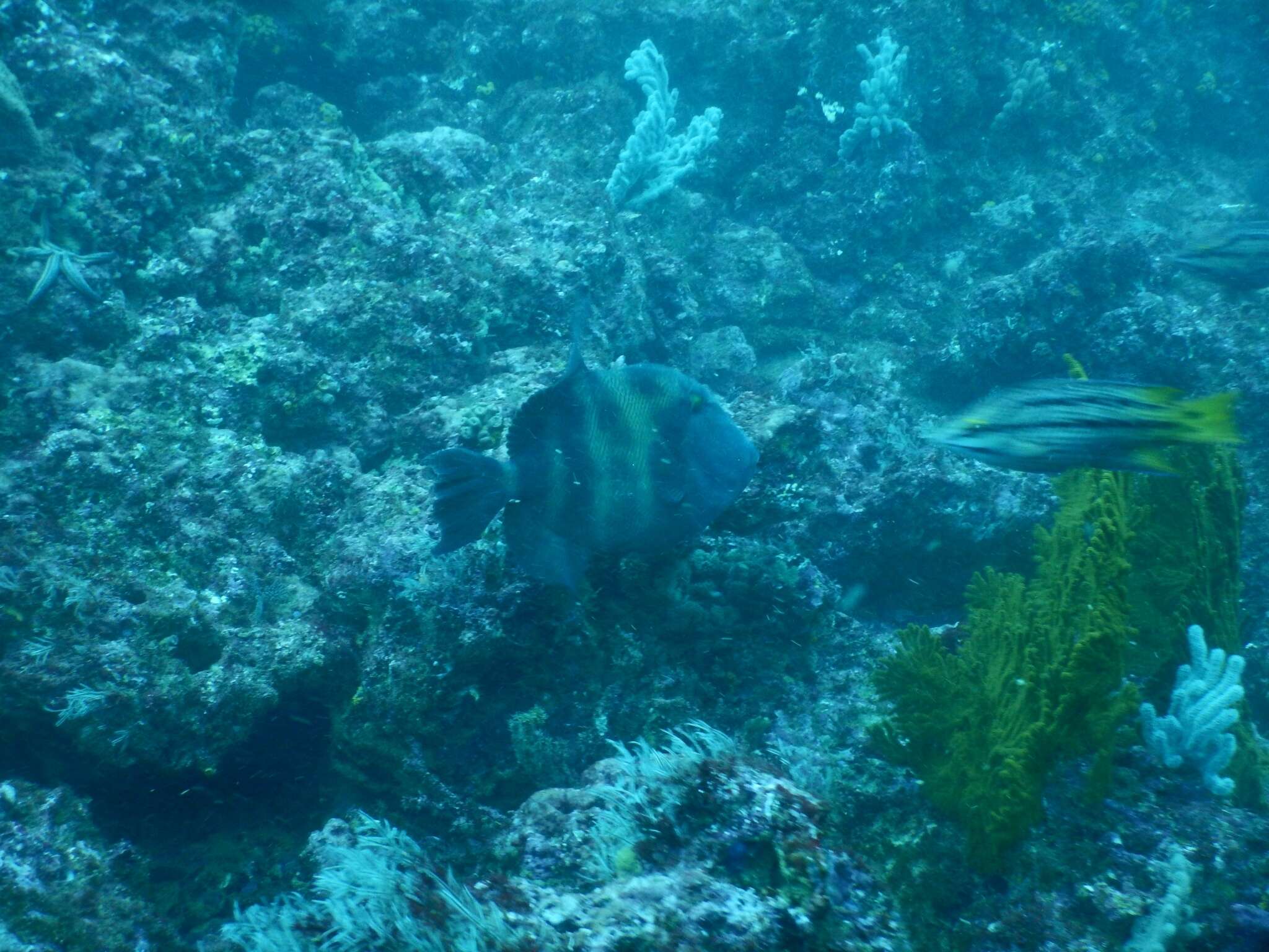 Image of Blunthead triggerfish