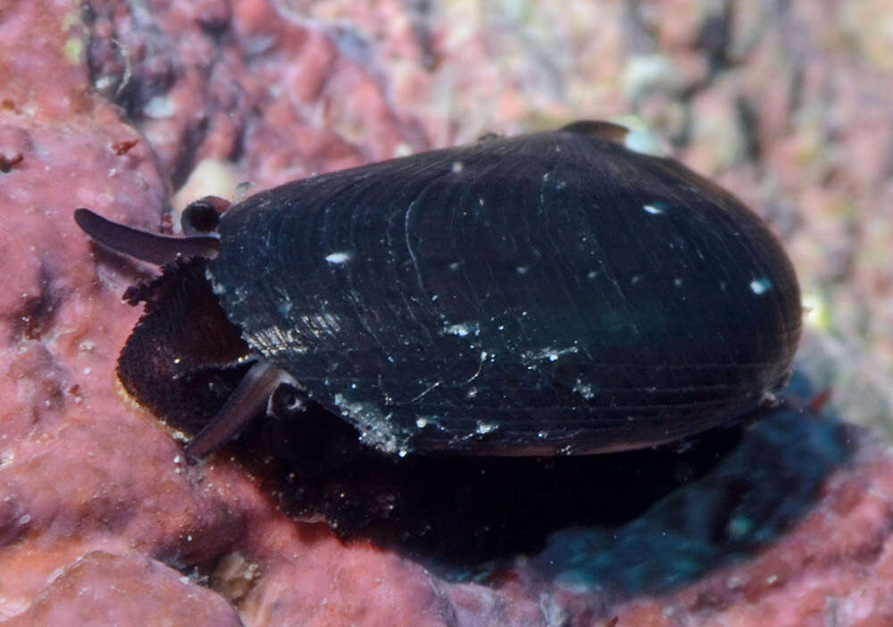 Image of Stomatella lintricula (A. Adams 1850)