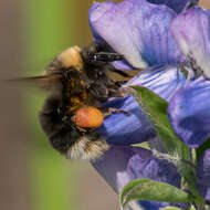 Слика од Bombus occidentalis occidentalis Greene 1858