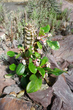 Euphorbia lophogona Lam. resmi