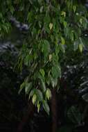 Image de Ficus benjamina L.