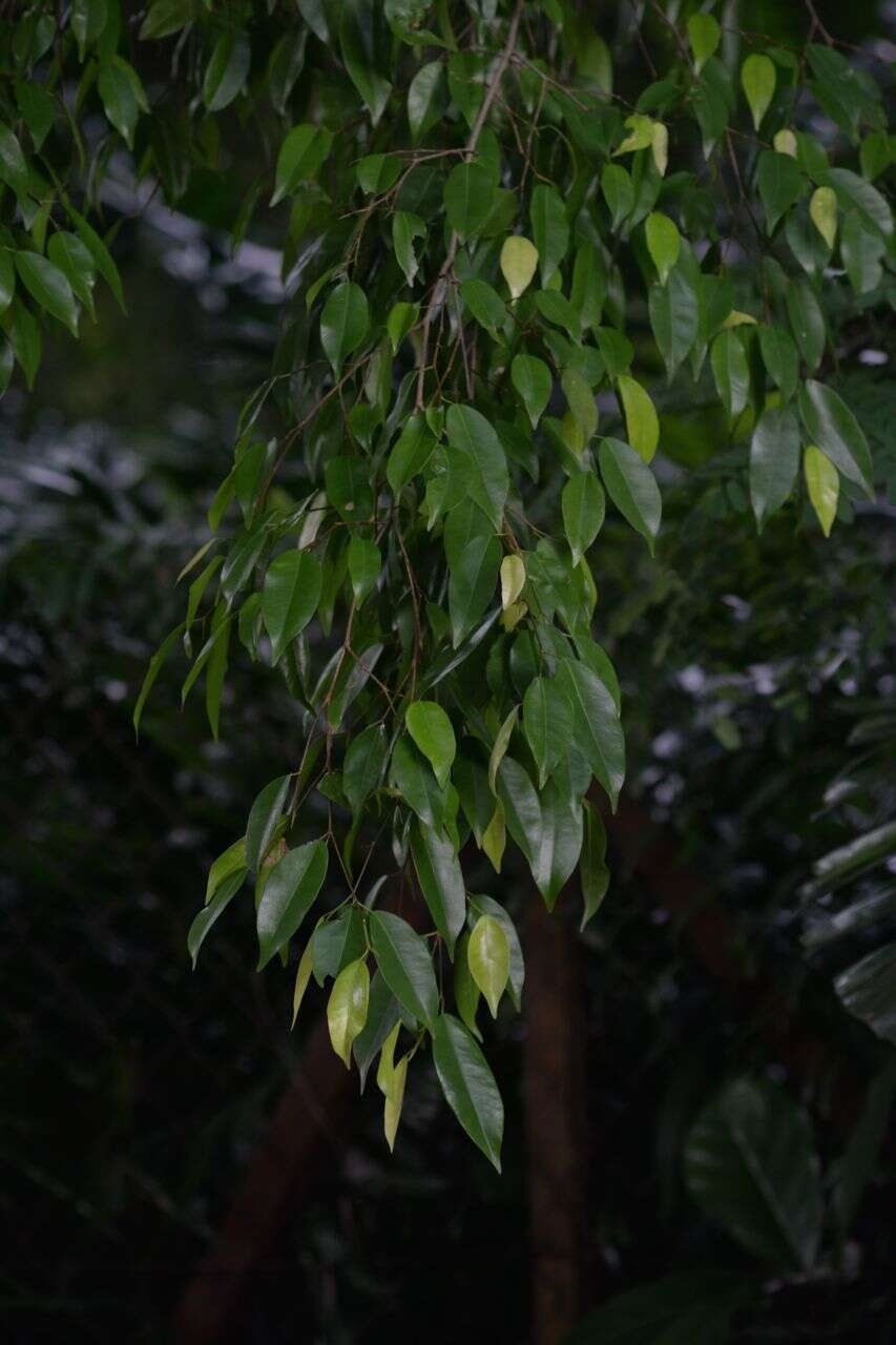 Image de Ficus benjamina L.