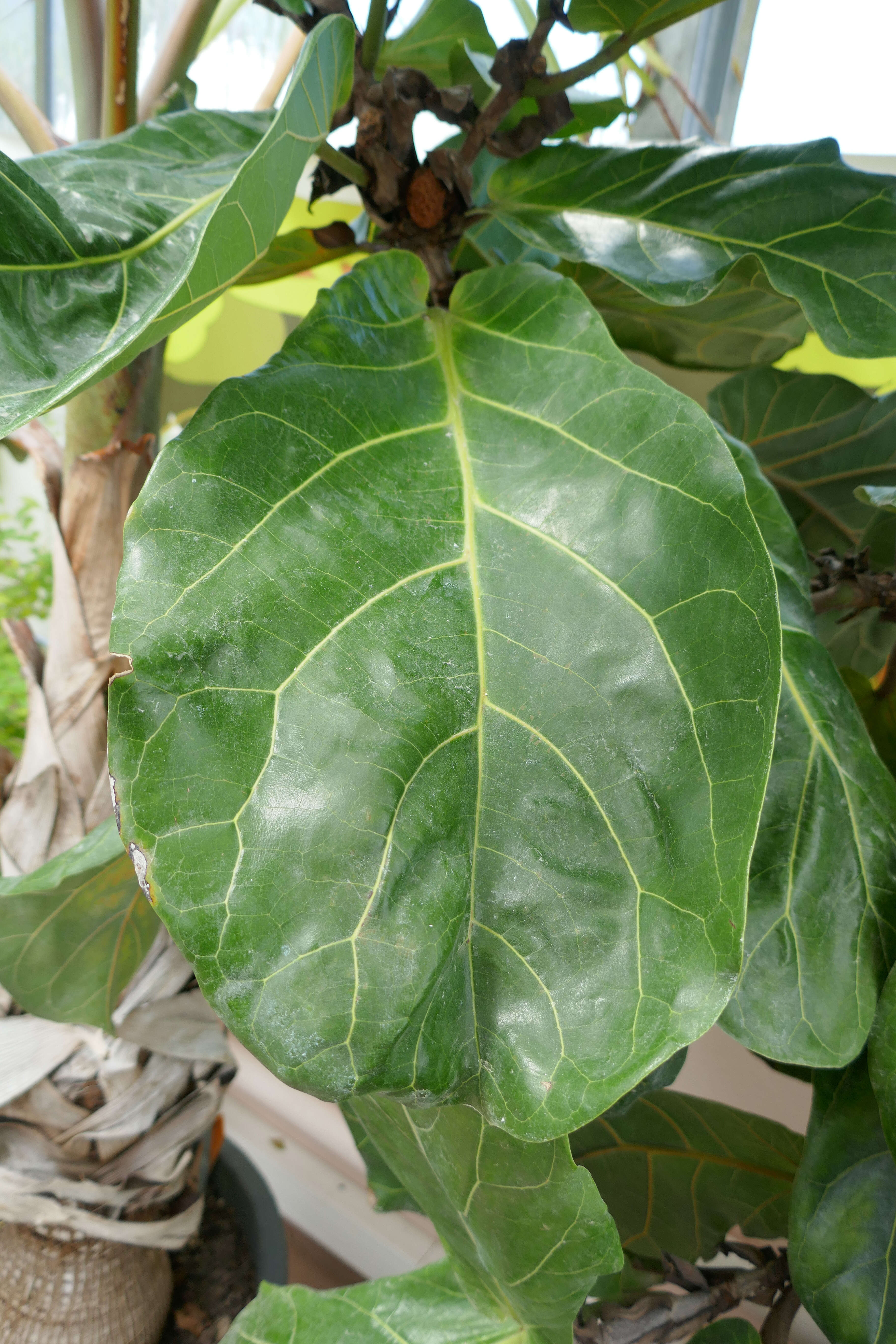 Image of fiddle-leaf fig