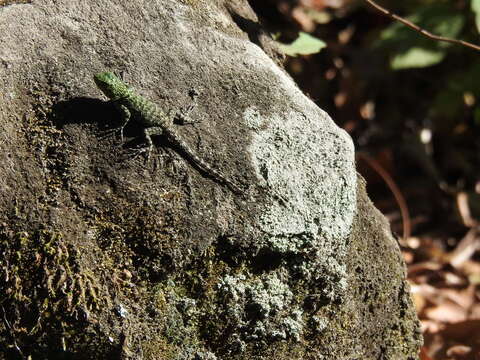 Image of Sceloporus smaragdinus Bocourt 1873