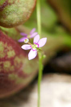 Image of Genlisea hispidula Stapf