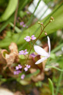 Image of Genlisea hispidula Stapf