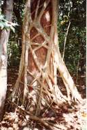 Image of Ficus watkinsiana F. M. Bailey