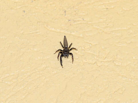 Image of Jumping spider