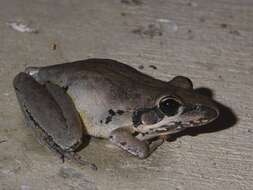 Litoria latopalmata Günther 1867的圖片