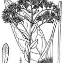 Image of Solidago sect. Ptarmicoidei