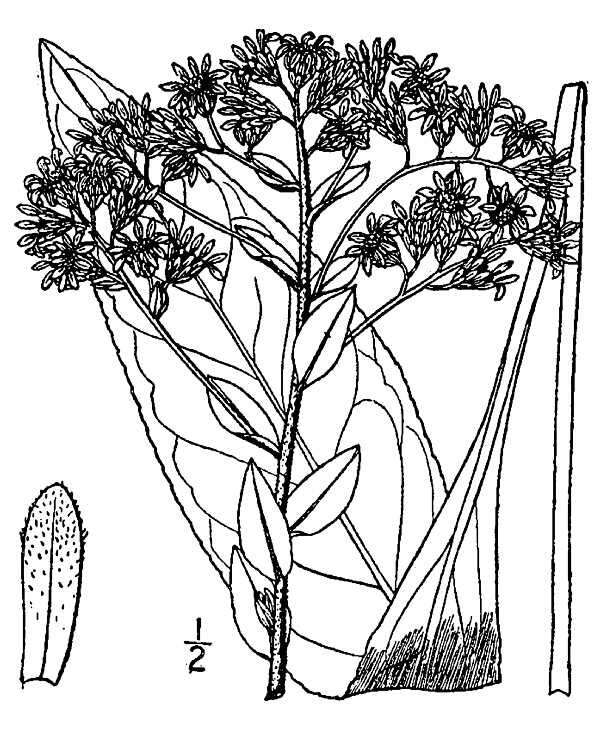 Image of Solidago sect. Ptarmicoidei