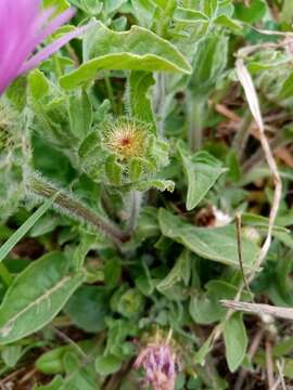 Image de Centaurea pullata L.