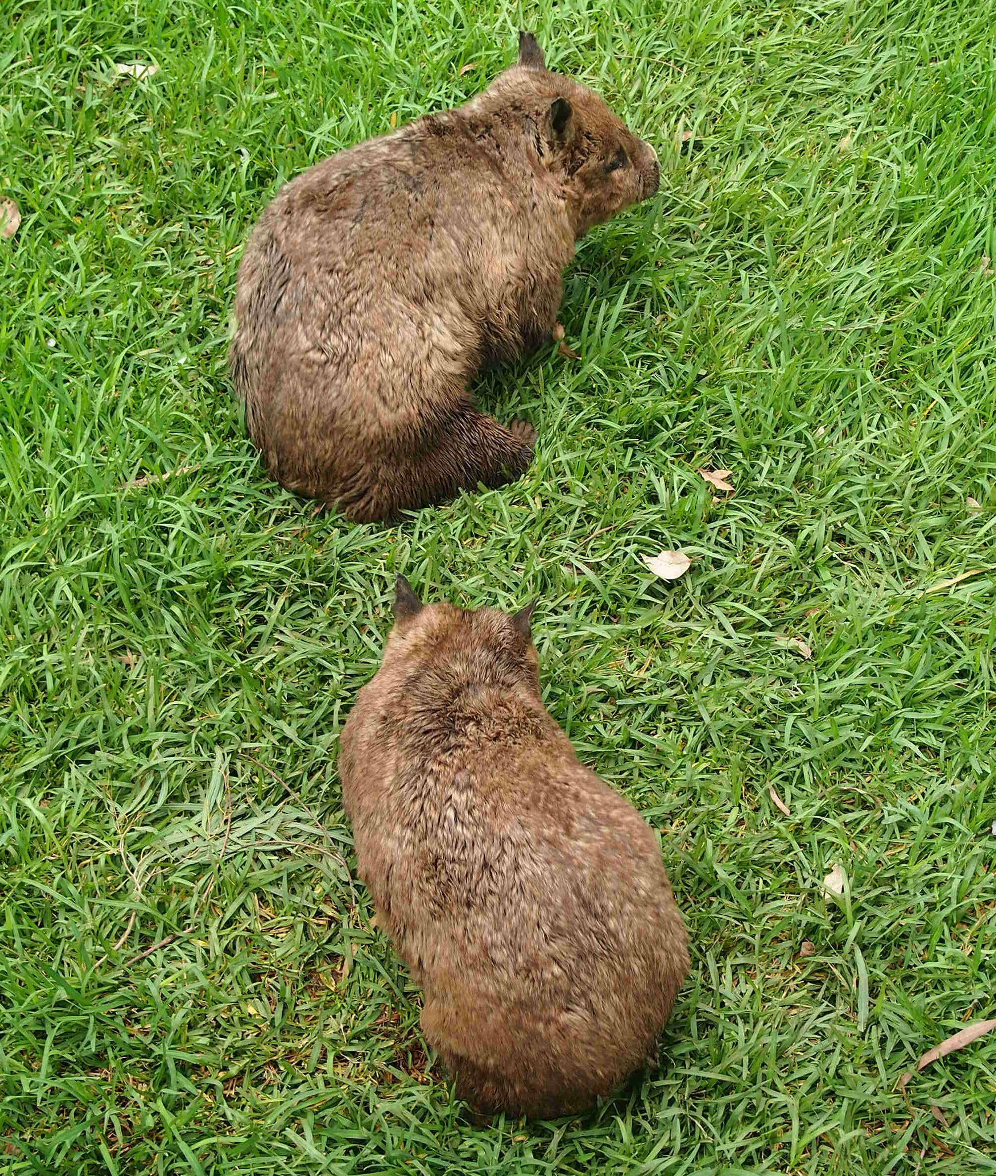 Image of hairy-nosed wombats