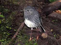 Image of North Island Robin