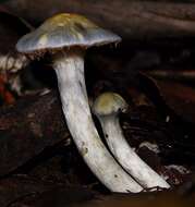 Image of Cortinarius rotundisporus Cleland & Cheel 1918