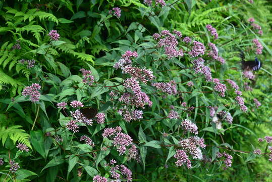 Imagem de <i>Eupatorium shimadae</i>