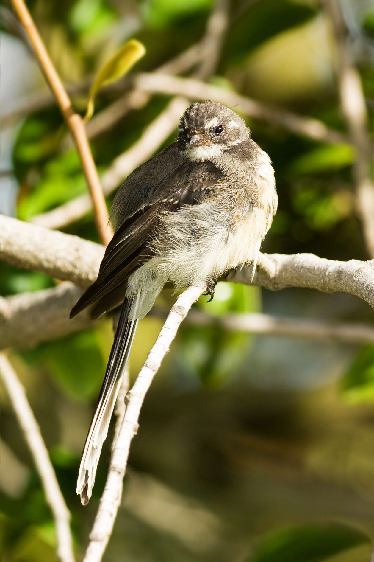 Image of Grey Fantail