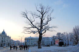 Image of Black Poplar