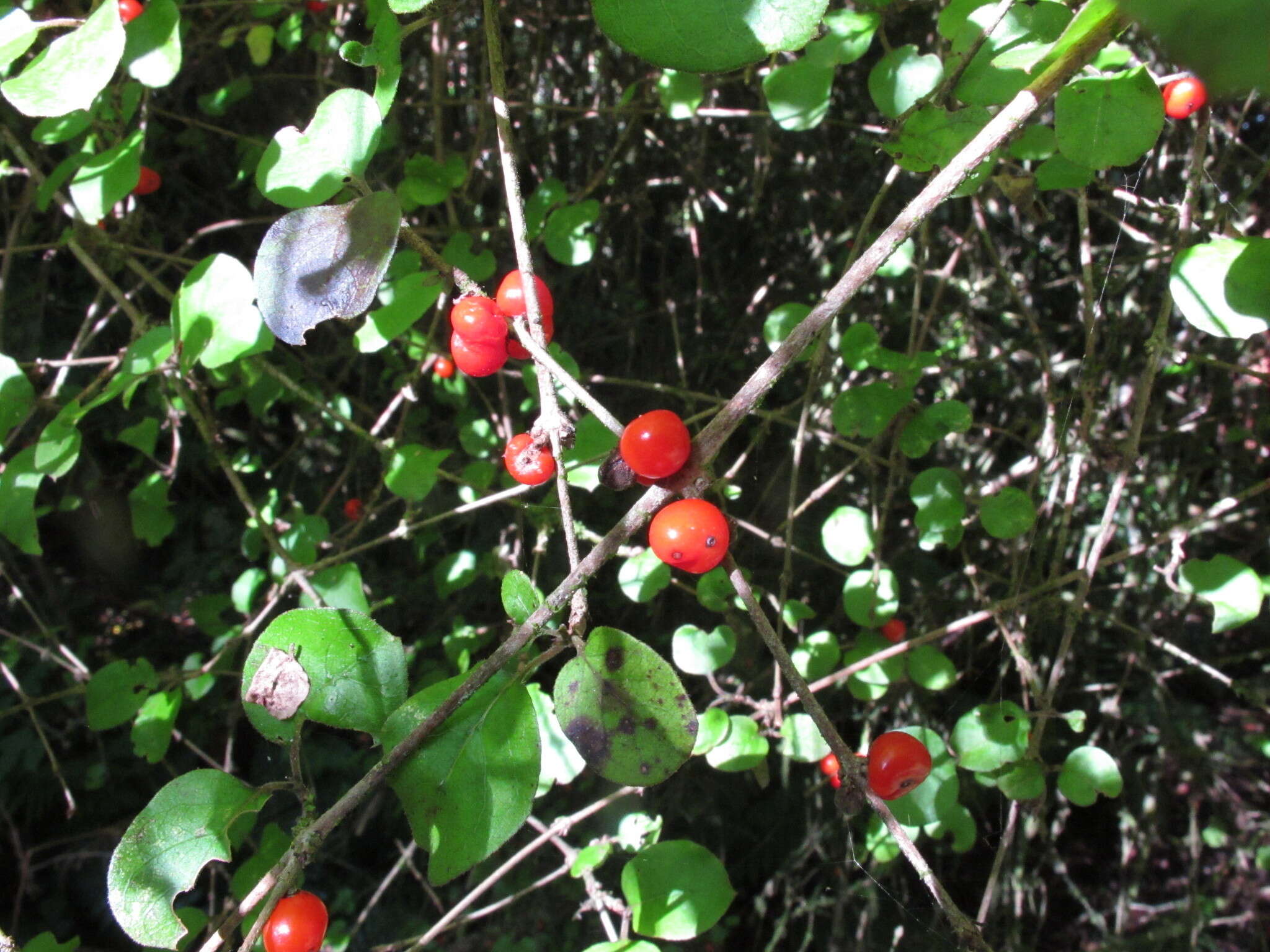 Image of Coprosma rotundifolia A. Cunn.