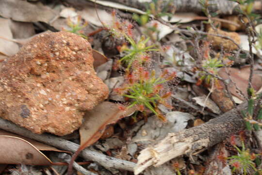 Image de Drosera scorpioides Planch.