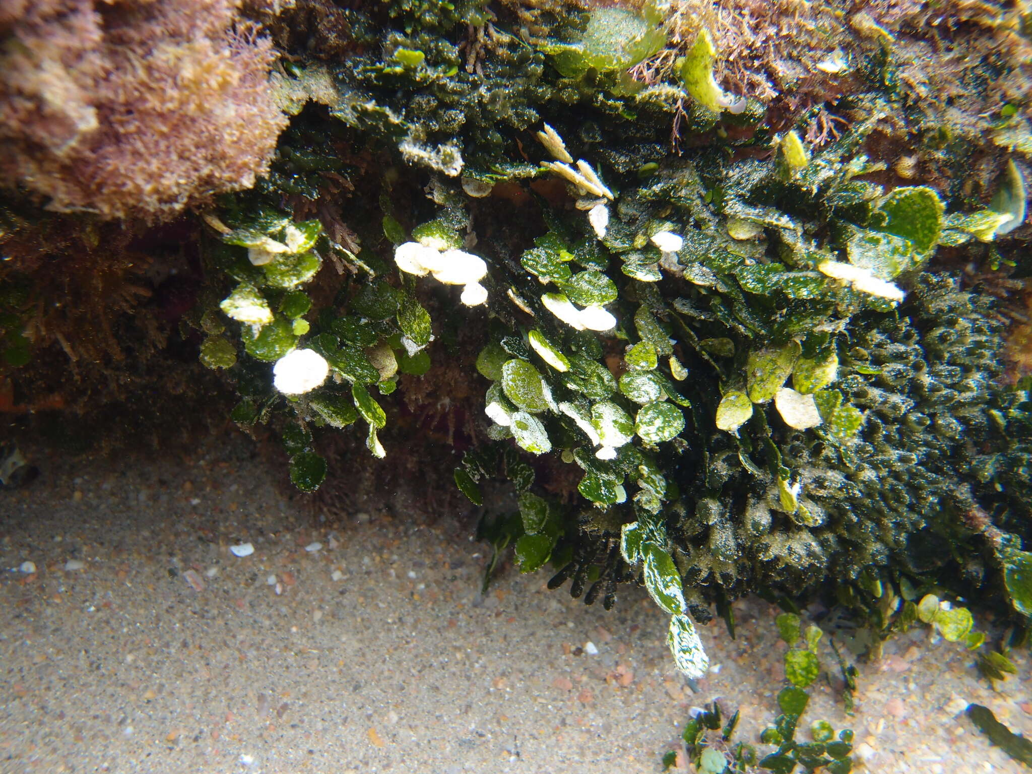 Image of Halimeda cuneata