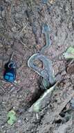 Image of Yellow-green Cat Snake