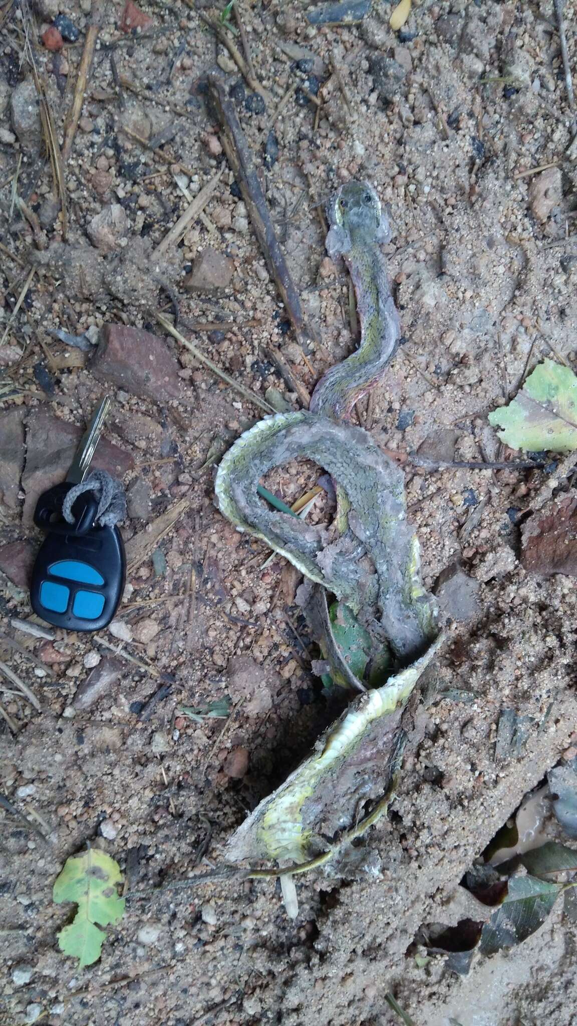 Image of Yellow-green Cat Snake