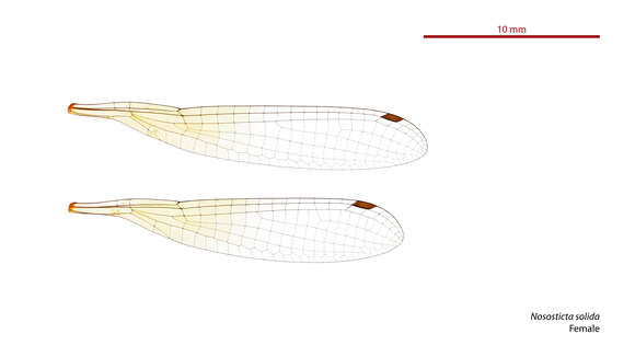 Image of Nososticta solida Hagen ex Selys 1860