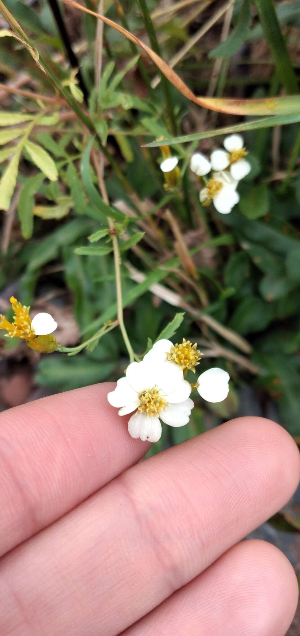 Image of Tagetes laxa Cabrera