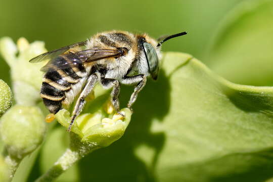 Image of Megachile pilidens Alfken 1924