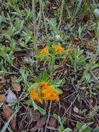 Image of hoary puccoon