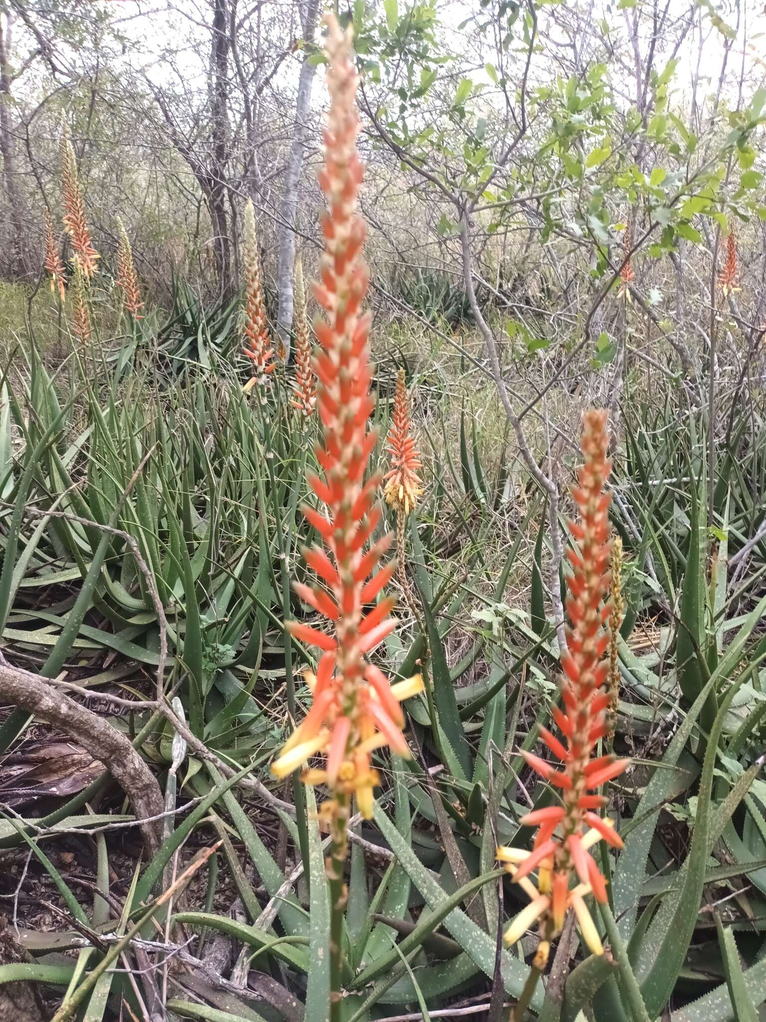 Image of Malapati aloe