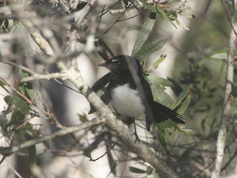 Image of Willie Wagtail