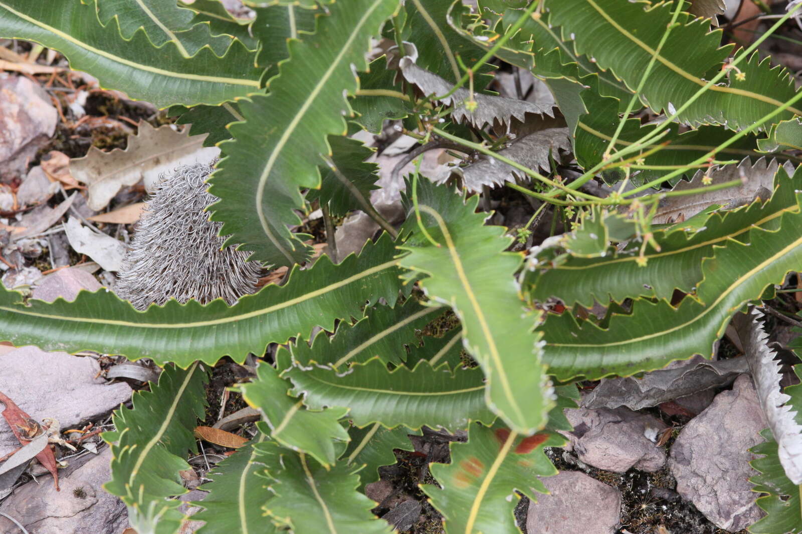 Image of Prostrate Banksia