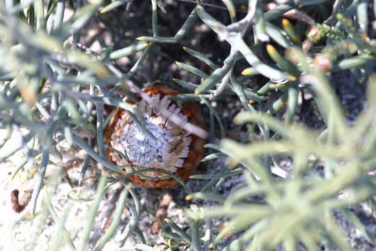 Image of Banksia pteridifolia (R. Br.) A. R. Mast & K. R. Thiele