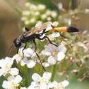 Image of Ammophila campestris Latreille 1809