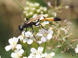 Image de Ammophila campestris Latreille 1809