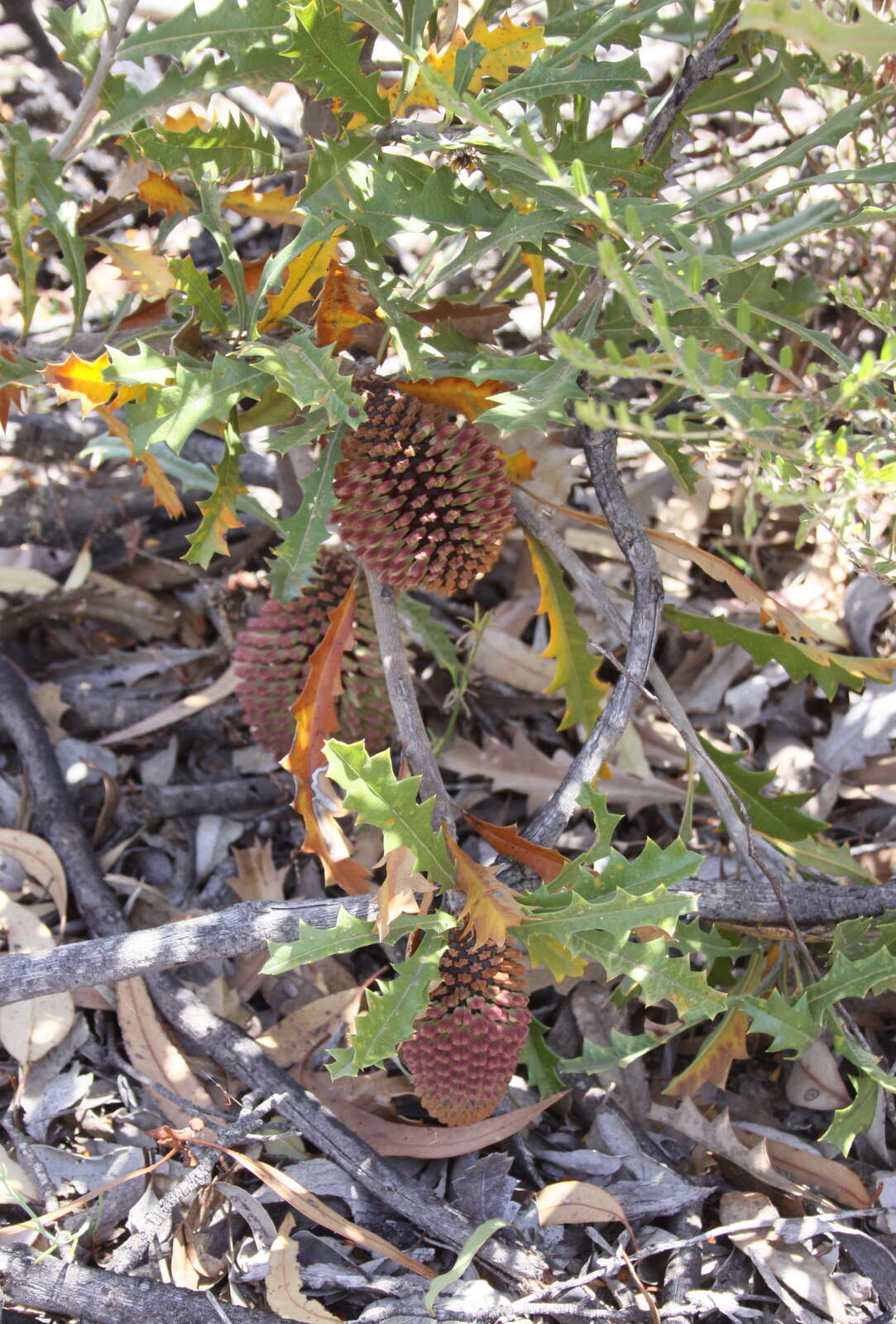 Sivun Banksia aculeata A. S. George kuva