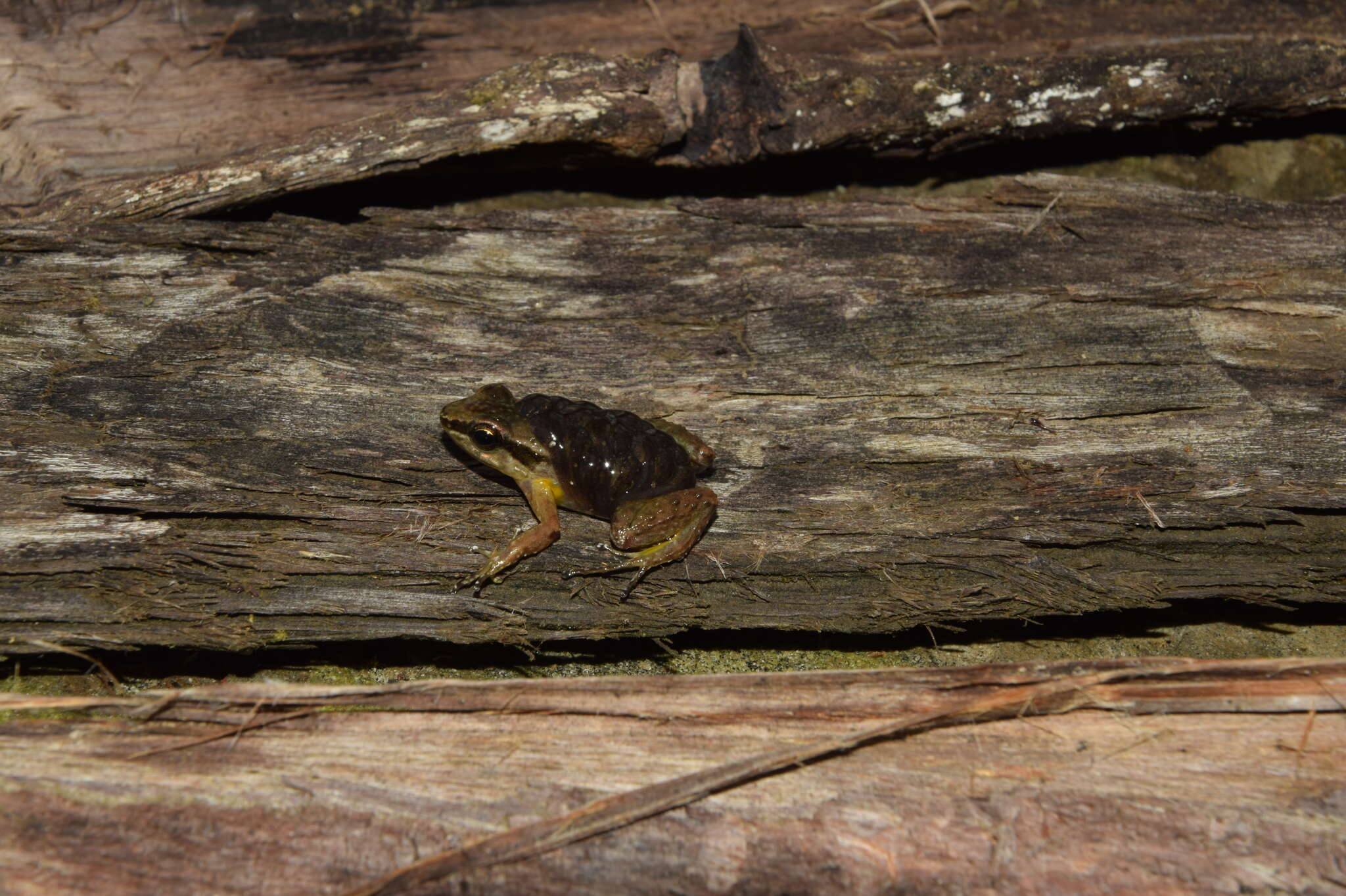 Plancia ëd Leucostethus brachistriatus (Rivero & Serna 1986)