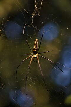 Image of Nephila pilipes (Fabricius 1793)